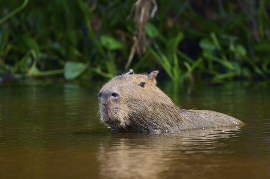 Capybara swimming calmly in the water surrounded by dense green vegetation, Capybara, capybara (Hydrochoerus hydrochaeris), Pantanal, Mato Grosso, Brazil