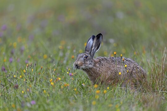 The rich food supply in wildflower meadows gives brown hares (Lepus europaeus) the opportunity to selectively choose and eat certain plants, Germany