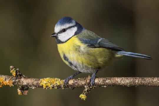 Side view of a blue tit (Cyanistes caeruleus) on a branch, Baden-W&uuml;rttemberg, Germany
