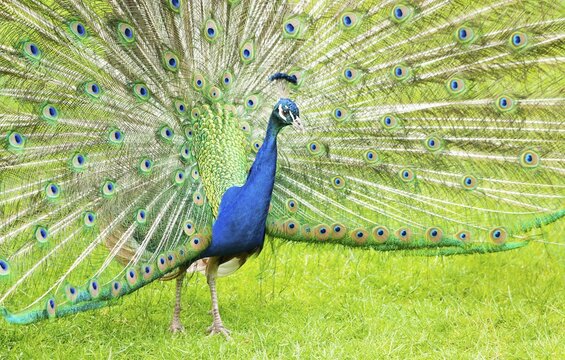 Blue Peafowl (Pavo cristatus), courting cock with fan, Bavaria, Germany
