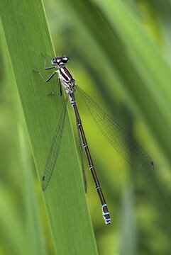 Azure Damselfly (Coenagrion puella), female