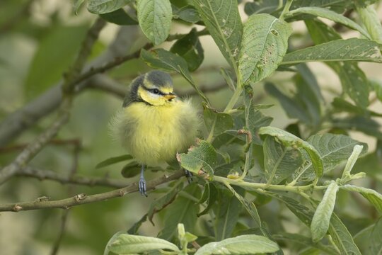 Blue tit (Cyanistes Caeruleus) juvenile baby garden bird on a tree branch in spring, England, United Kingdom