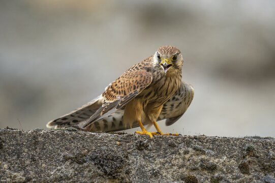 Kestrel (Falco tinnunculus), Gerolstein, Rhineland-Palatinate, Germany