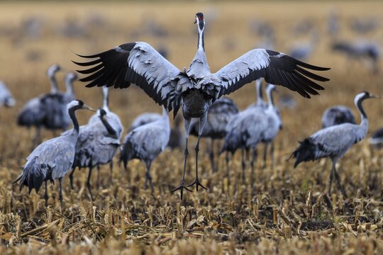 Crane returns to a field while others stand in the background, Common Crane (Grus grus) wildlife, Western Pomerania Lagoon Area National Park, Zingst, Mecklenburg-Western Pomerania, Germany