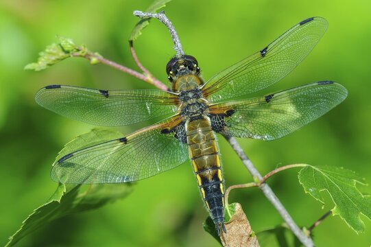 Four-spotted chaser (Libellula quadrimaculata), Goldenstedt, Lower Saxony, Germany