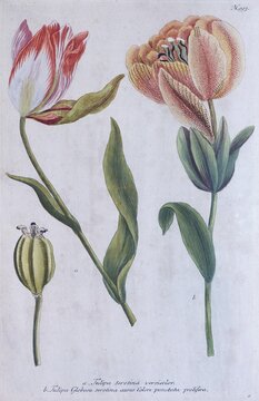 Tulips (Tulipa) by Johann Wilhelm Weinmann, from Phytanthoza Iconographia, 1737, Augsburg