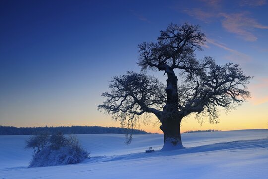 Giant solitary oak in winter landscape after sunset, natural monument, field with snow, Harz Mountains, Saxony-Anhalt, Germany