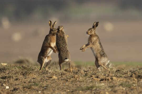 European brown hare (Lepus europaeus) three adult animal hares boxing in a farmland cereal field in spring, England, United Kingdom