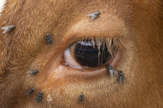 Domestic cattle or cow (Bos taurus) adult farm animal close up of its eye with flies around it, England, United Kingdom