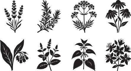 Black silhouette collection of medicinal herbs and flowers including lavender rosemary echinacea mint and comfrey © MstHosneara
