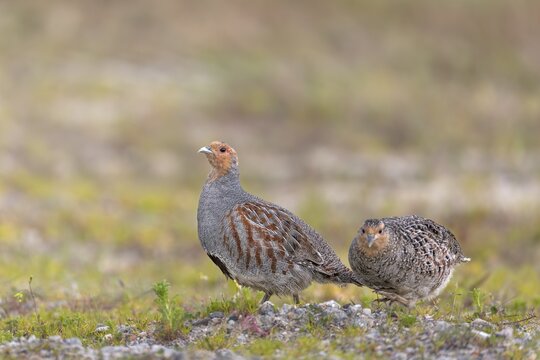 While the grey partridge (Perdix perdix) cock often stops and watches, the hen can devote herself to foraging in peace, Denmark