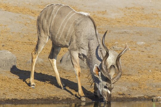 Greater Kudu (Tragelaphus strepsiceros), male, drinking at a waterhole, Etosha National Park, Namibia