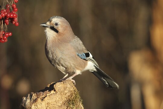 Eurasian jay (Garrulus glandarius) at winter feeding in the forest, Allg&auml;u, Bavaria, Germany, Allg&auml;u, Bavaria, Germany