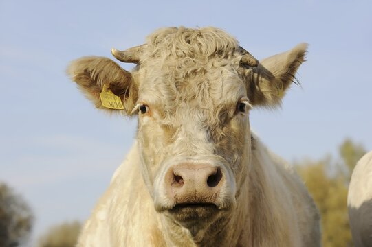 Charolais cattle (Bos primigenius taurus), portrait, North Rhine-Westphalia, Germany