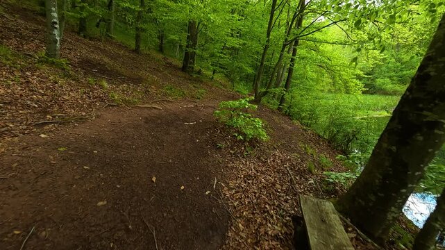 Forest path winds through tall green trees. Grza River Spring, Serbia