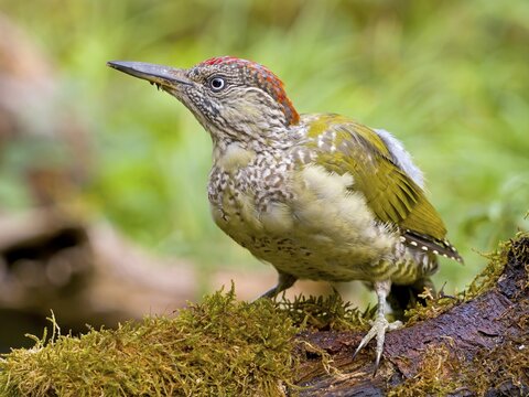 European green woodpecker (Picus viridis) Young bird on a tree trunk, Solms, Hesse, Germany