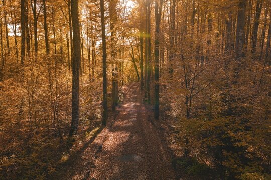A forest trail in autumn, crisscrossed by warm sunlight and bright leaves, Gechingen, Calw district, Germany