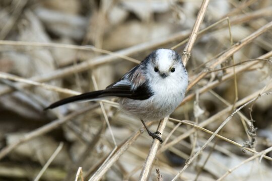 Long-tailed Tit (Aegithalos caudatus), Mt. Tratzberg, Stans, Tyrol, Austria, Europe