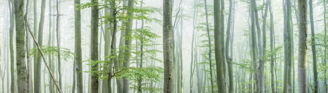 Panorama, natural beech forest, dense fog, Hohe Schrecke mountain range, Thuringia, Germany