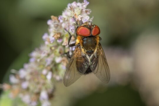 A bug fly (Tachinid Fly) female with red eyes sitting on a flower panicle of horse mint (Mentha longifolia, Baden-W&uuml;rttemberg, Germany