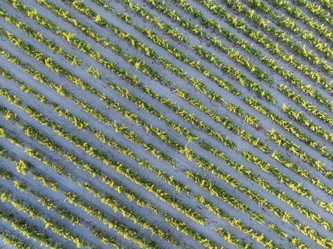 The vineyard of the Bodega Gonz&aacute;lez Byass near the town of Jerez de la Frontera. Aerial view. Drone shot. C&aacute;diz province, Andalusia, Spain