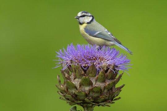 Blue tit (Cyanistes caeruleus) adult bird on a garden Artichoke thistle flower in summer, Norfolk, England, United Kingdom