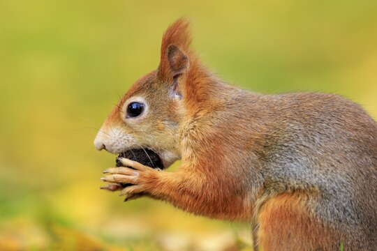 A red squirrel holding a nut against a soft, green-yellow background, squirrel (Sciurus vulgaris), wildlife, Germany