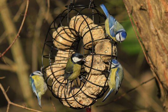 Several tits feeding at a feeding station in a winter forest environment, blue tit (Cyanistes caeruleus), wildlife, Germany