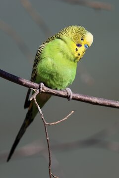 Budgie (Melopsittacus undulatus) sitting on a branch, Captive