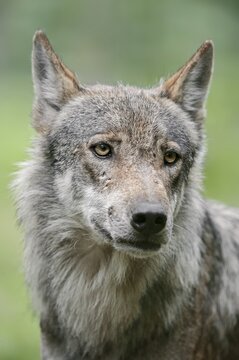 European gray wolf (Canis lupus lupus), portrait, captive, Germany