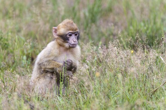 Barbary Macaque (Macaca sylvanus), young animal, captive, Rhineland-Palatinate, Germany