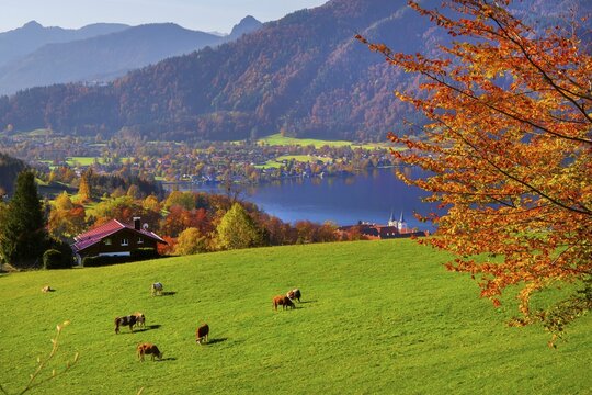 Mountain meadow with cows above the lake in autumn, Tegernsee, Tegernsee, Tegernseer Tal, Mangfall mountains, Bavarian Alps, Upper Bavaria, Bavaria, Germany