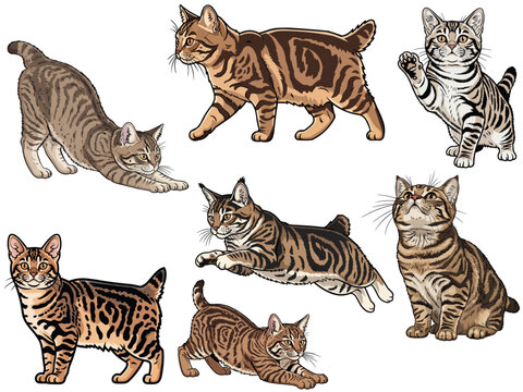 Pixie bob cat 7 profile poses bundle pack vector illustration