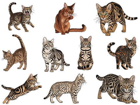 Sokoke cat 10 profile poses bundle pack vector illustration
