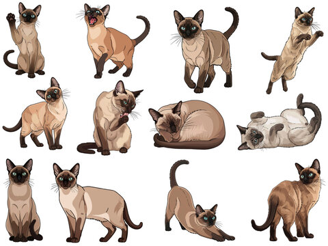 Tonkinese cat 12 profile poses bundle pack vector illustration