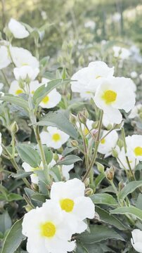 The Resilient Cistus: White Mountain Blossom Regenerating After Forest Fires
