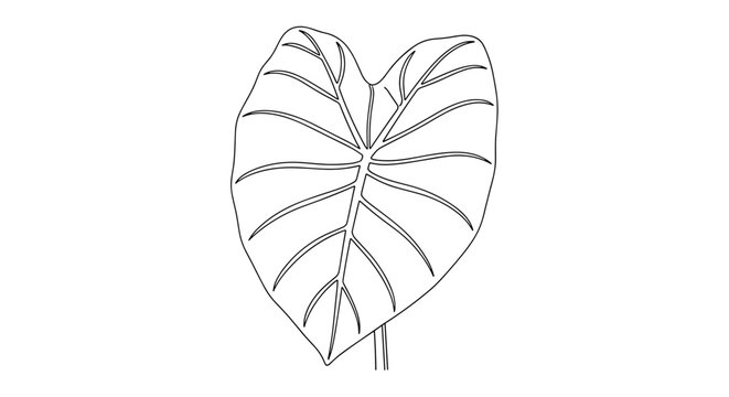 Single Elephant Ear Leaf Outline Drawing.