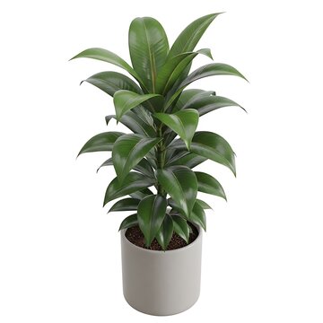 Green potted houseplant with broad leaves