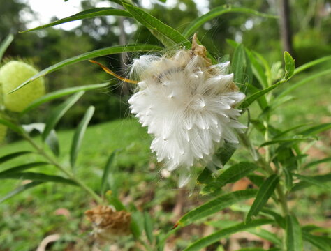 natural fluffy seed fiber for wind dispersal of the balloon cotton bush seed pod. Close up of gomphocarpus physocarpus seed fibers