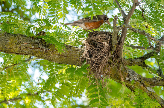 An American Robin Building a Nest on a Branch of a Locust Tree