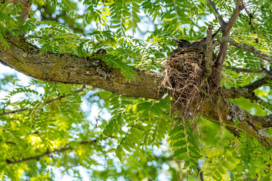An American Robin Sitting on a Nest in a Locust Tree
