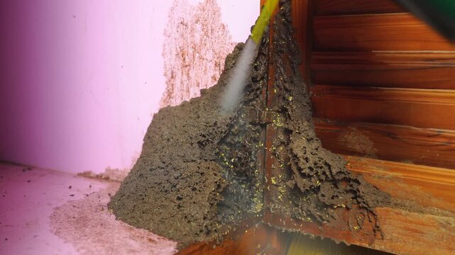 Close-up of spraying pesticide on a large termite nest attached to a wooden wall. Pest control service, termite infestation, wood damage, home maintenance, and property protection concept.