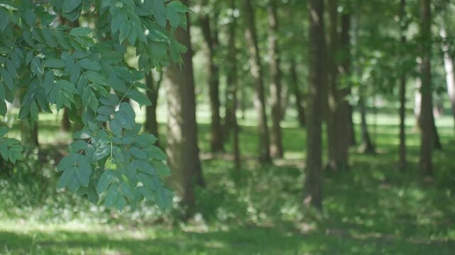 Green leaves move in a summer forest, with branches in focus and soft trees in the background. Concept of nature background and outdoor scenery