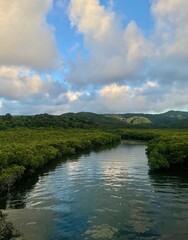 Fototapeta premium Mangrove forest river landscape with sunset sky in Iriomote Island, Okinawa