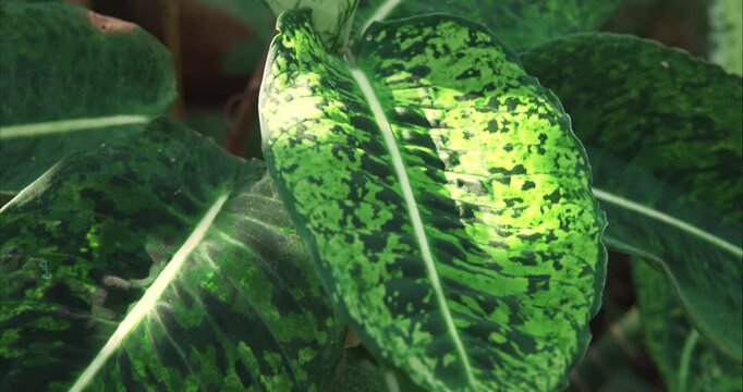 Variegated Tropical Foliage Plant Close Up in Botanical Garden
