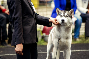 A professional dog handler in a black suit presenting a purebred Siberian Husky with striking blue eyes at an outdoor dog show competition. © sushytska