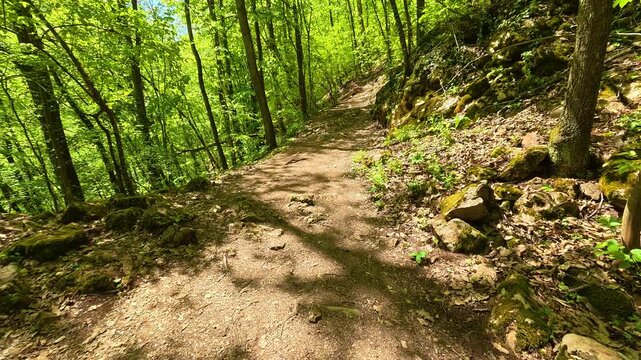 Dappled light filters through dense green canopy. Gradac River, Serbia