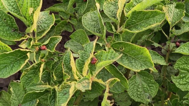 Camera flying over potato bushes with a large number of young red Colorado potato beetle larvae eating leaves. Massive agricultural pest infestation and severe crop damage concept.