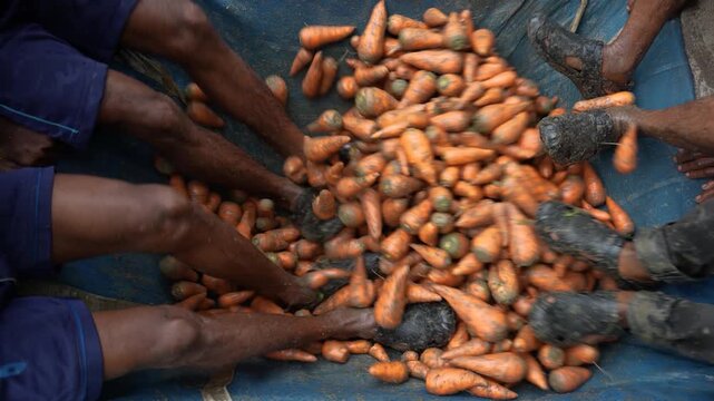 Bogura, Bangladesh - 31 May 2026: View of workers using their feet to clean a large pile of fresh carrots on a blue tarp in a local market.