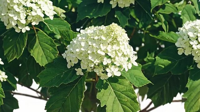 A blooming white hydrangea bush stands isolated on a clean white background